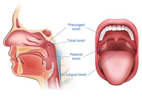 What Is the Tonsils’ Function? | ORAVIX