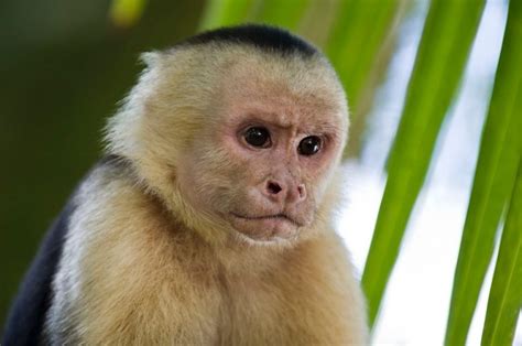 Caring for Primates: What are the Most Common Types of Pet Monkeys ...