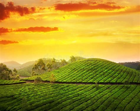 Tea Plantation In Munnar Stock Photo - Image: 24439870