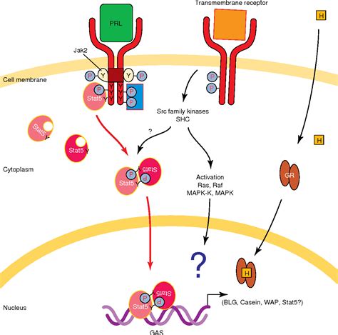 [PDF] Prolactin signal transduction mechanisms in the mammary gland ...