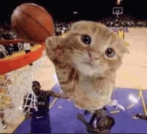 Ballin Cat GIF - Ballin Cat Dunk - Descubrir y compartir GIFs