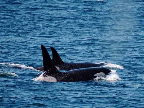 Protect endangered orca habitat