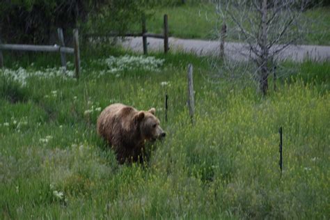 Vacation Homes near Yellowstone Bear World, Rexburg: House Rentals ...