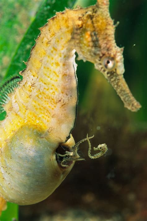 Romance of the Seas: Strange Mating Habits of the Seahorse