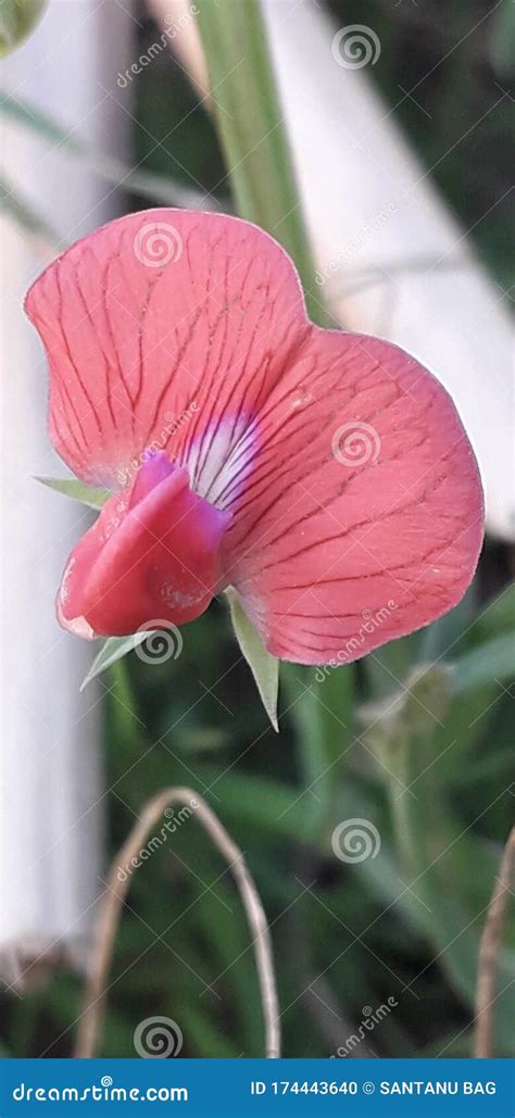 A Red Aparajita Blossoms in the Morning Light Stock Photo - Image of ...