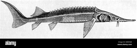 Sterlet sturgeon Black and White Stock Photos & Images - Alamy