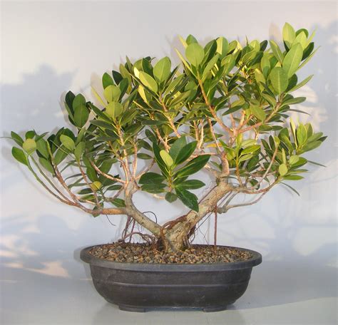 Green Island Ficus With Banyan Roots Bonsai Tree(ficus microcarpa)