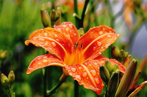 Orange Flower Free Stock Photo - Public Domain Pictures