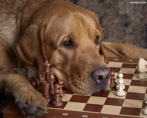 Chess dog | Dogs, Smart dog, Labrador retriever