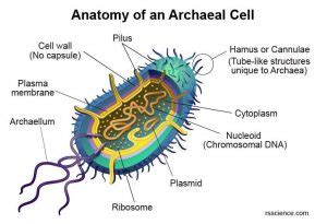 Archaea - Definition, Structure, Types & Extremophile Habitats - Rs ...