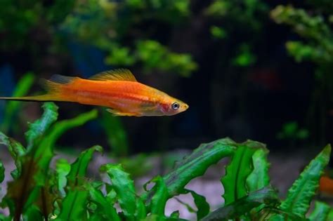 Swordtail Fish Care: Types, Breeding & More - Everything Fishkeeping