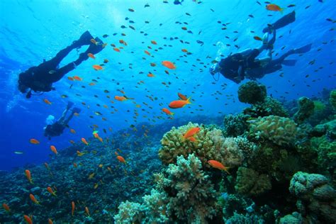 Mengenal Keindahan Bawah Laut Labuan Bajo untuk Snorkeling