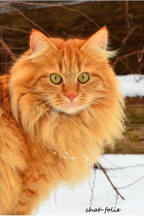 NORWEGIAN FOREST CATS MAY BE MORE UNIQUE THAN YOU KNOW! (With images) | Norwegian forest cat ...