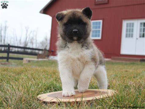 Can A Greyhound And A Akita Be Friends