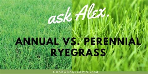 Annual Ryegrass vs Perennial Ryegrass - The Main Differences | CrabgrassLawn