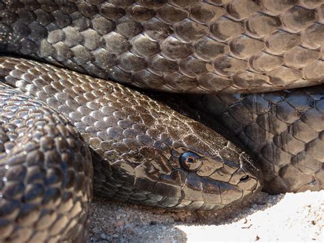 Closeup of a Mole Snake Photograph by Willem Van Zyl - Fine Art America