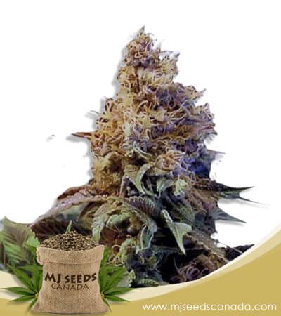 God's Gift Strain Feminized Marijuana Seeds - MjSeedsCanada