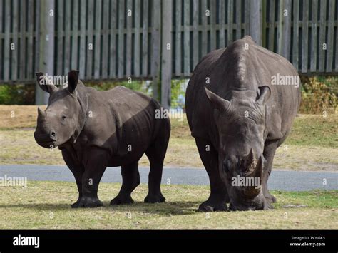 Safari Park Animals Stock Photo - Alamy