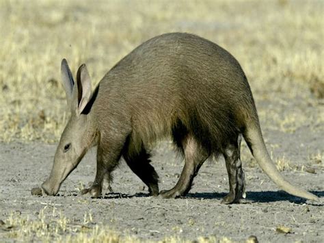 Amazing Aardvark - Aardvarks Facts, Photos, Information, Habitats, News | Most Unbelievable ...