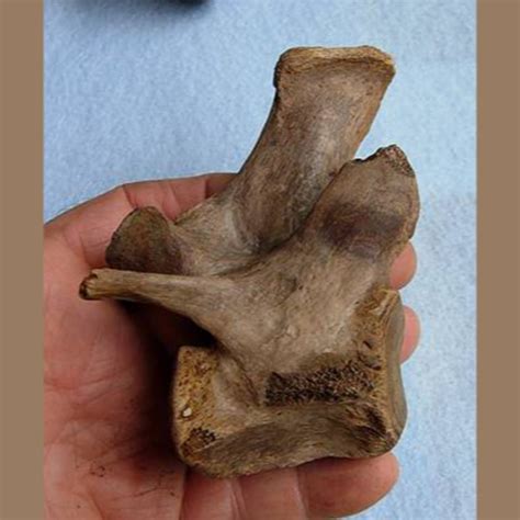 Lion Vertebra Fossil - Fossils & Artifacts for Sale | Paleo Enterprises