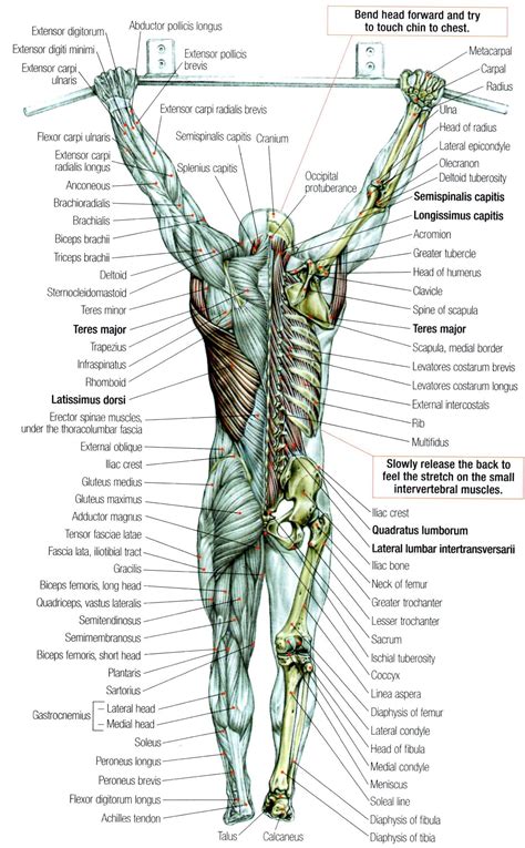 Anatomical Name Of Lower Back Muscles / The major muscle group that ...