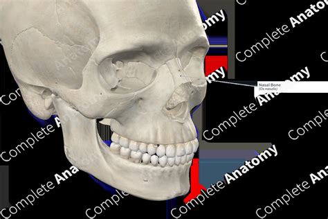 Nasal Bone | Complete Anatomy