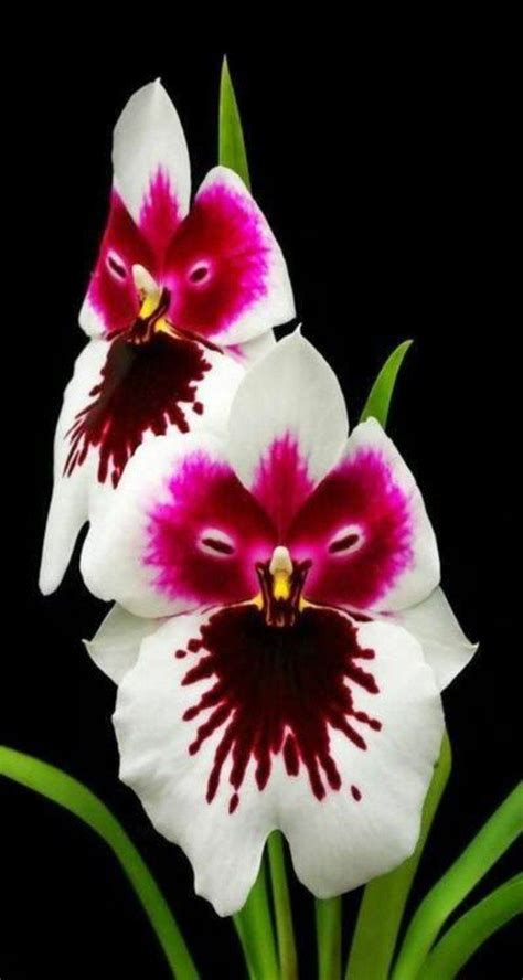 L'orchidée rare la plus bizarre ou quand les orchidées imitent la vie | Unusual flowers, Rare ...