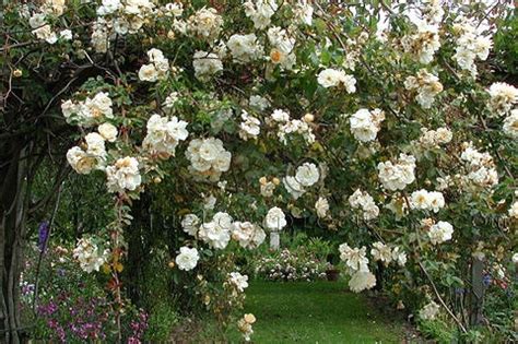 Heirloom or Old Garden Roses | Piedmont Master Gardeners