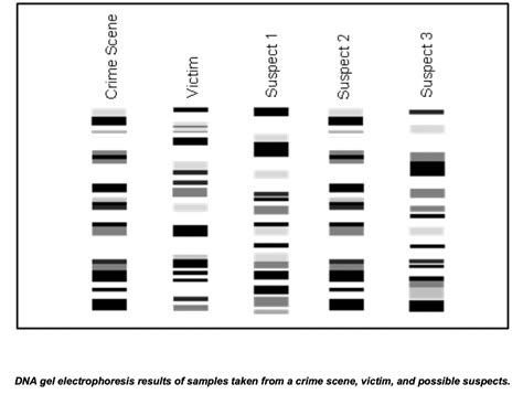 The Electrophoresis Results Best Support Which of the Following