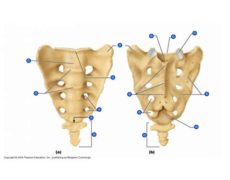 Sacrum Bone Quiz