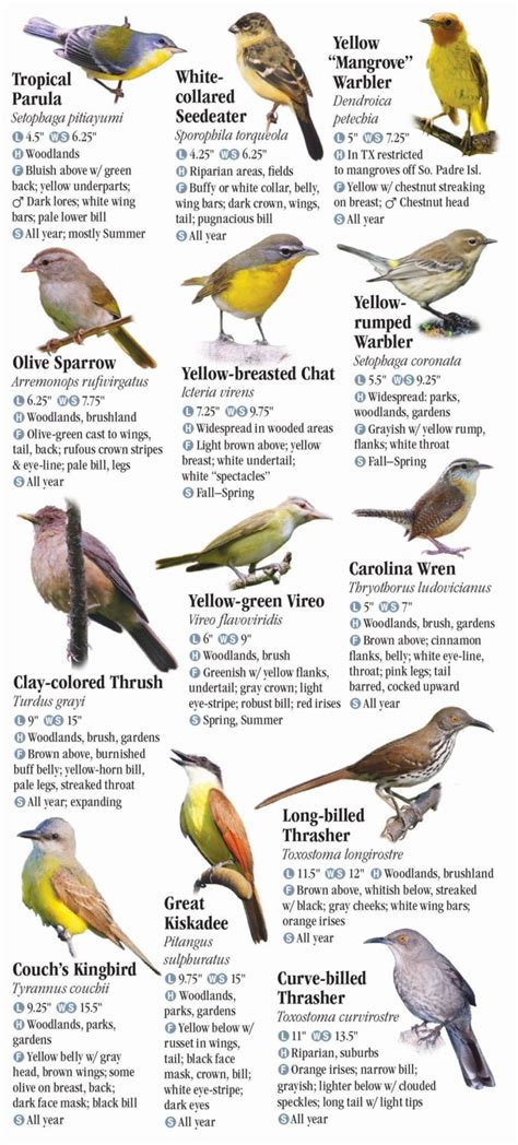 Birds of South Texas – Quick Reference Publishing