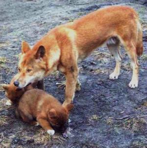 Dog-dingo Hybrids - Mammalian Hybrids