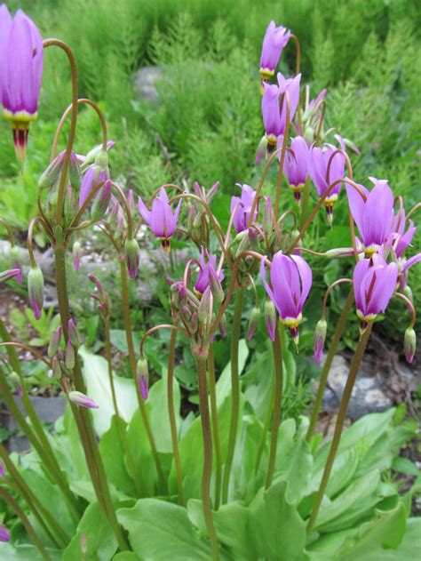 Meet Alaska's Wildflowers in Spring | Make it a Garden