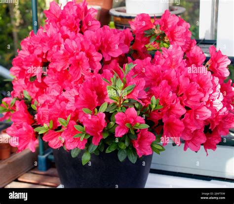 Azalea Japonica 'Hino Crimson' crimson flowers in early spring Stock Photo - Alamy