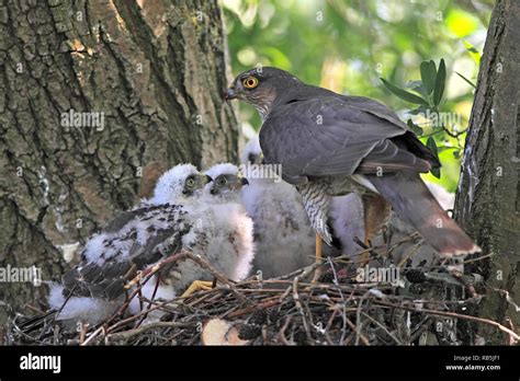 Sparrowhawk nest uk hi-res stock photography and images - Alamy