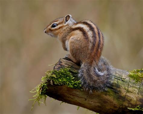 Siberian Chipmunk - Facts, Diet, Habitat & Pictures on Animalia.bio | Nature animals, Chipmunks ...