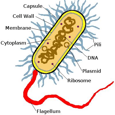 Prokaryotic cell | Cell diagram, Prokaryotic cell, Medical laboratory science