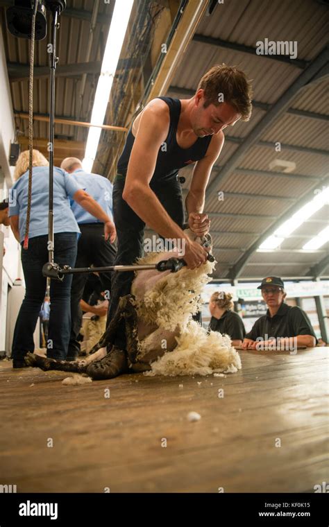 A young farmer competing in the sheep shearing competition at the Royal ...