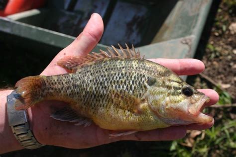 Warmouth Sunfish (Lepomis gulosus) | Canon 300D | Clinton & Charles ...