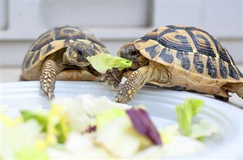 Chicken Turtle Information and Pictures - PetGuide | PetGuide