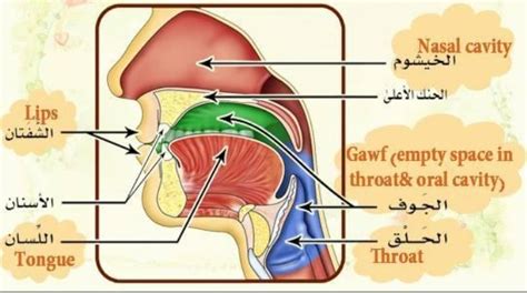 Makharij al Huruf part 1 - Learn Quran Online with Tajweed for Kids ...