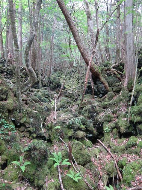 Aokigahara Forest - Aokigahara - The Haunted Forest