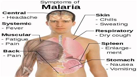 1 067 malaria cases reported during February | Letaba Herald