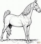 Horse With Tack Coloring Pages sketch template