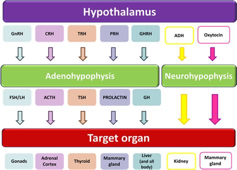 Pituitary Function - German Shepherd Pituitary Dwarfism