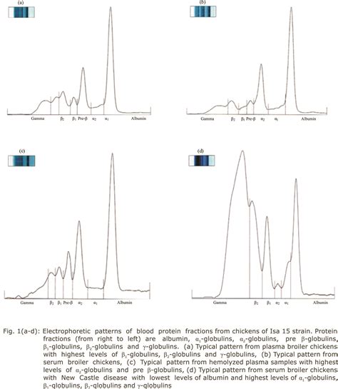 Interpretation of Protein Electrophoresis on Avian Samples