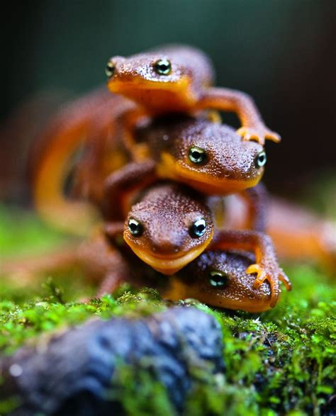 California Newts...okay, not a frog or toad but they ARE amphibians, so ...