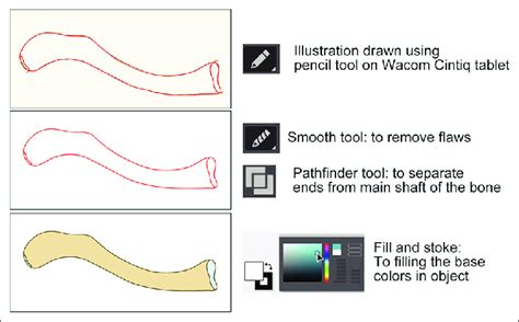 Drawing medical illustration using illustrator software. | Download Scientific Diagram