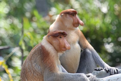 In Malaysian Borneo's rainforests, powerful state governments set their ...