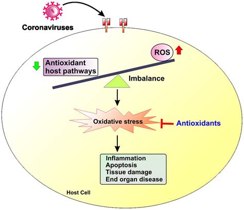 Frontiers | The role of oxidative stress in the pathogenesis of ...